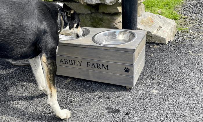 Water points for dogs with fresh water